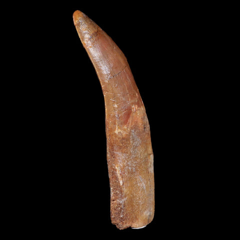 XL 4.4" Carcharodontosaurus Fossil Tooth Cretaceous Theropod Dinosaur COA, Stand - Fossil Age Minerals
