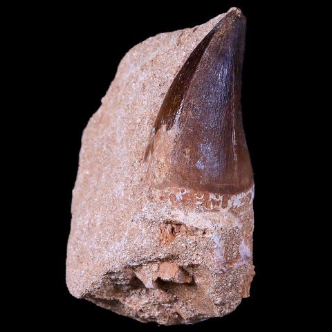 XL 2" Mosasaur Prognathodon Fossil Tooth In Matrix Cretaceous Dinosaur Era COA - Fossil Age Minerals