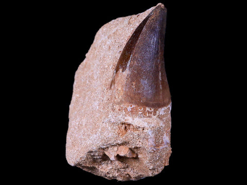 XL 2" Mosasaur Prognathodon Fossil Tooth In Matrix Cretaceous Dinosaur Era COA - Fossil Age Minerals