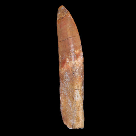 XL 4.4" Carcharodontosaurus Fossil Tooth Cretaceous Theropod Dinosaur COA, Stand - Fossil Age Minerals