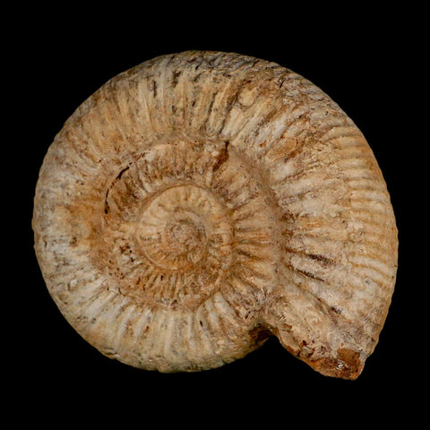 98MM Perisphinctes Ammonite Fossil Nautilus Madagascar Jurassic Age COA - Fossil Age Minerals