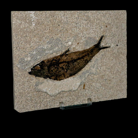 XL 4.6" Knightia Eocaena Fossil Fish Green River FM WY Eocene Age COA & Stand - Fossil Age Minerals