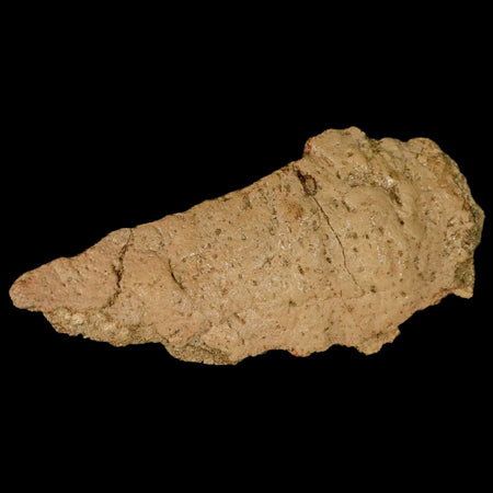 5.2" Ankylosaurus Fossil Skull Bone Lance Creek FM Cretaceous Dinosaur WY COA