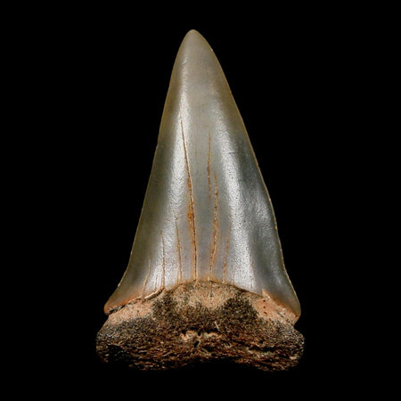 2.4" Quality Hastalis Mako Tooth Serrated Fossil Natural Miocene Age COA