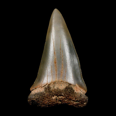2.4" Quality Hastalis Mako Tooth Serrated Fossil Natural Miocene Age COA