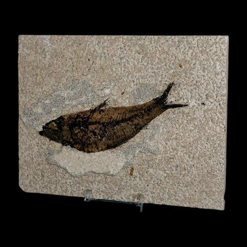 XL 4.6" Knightia Eocaena Fossil Fish Green River FM WY Eocene Age COA & Stand - Fossil Age Minerals