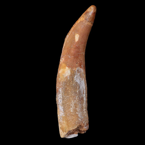 XL 4.4" Carcharodontosaurus Fossil Tooth Cretaceous Theropod Dinosaur COA, Stand - Fossil Age Minerals