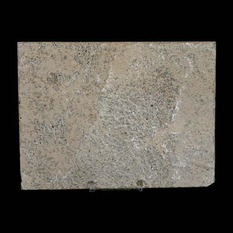 XL 4.6" Knightia Eocaena Fossil Fish Green River FM WY Eocene Age COA & Stand - Fossil Age Minerals