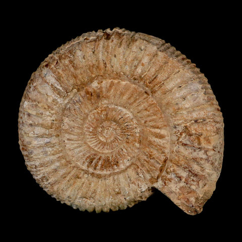 86MM Perisphinctes Ammonite Fossil Nautilus Madagascar Jurassic Age COA - Fossil Age Minerals