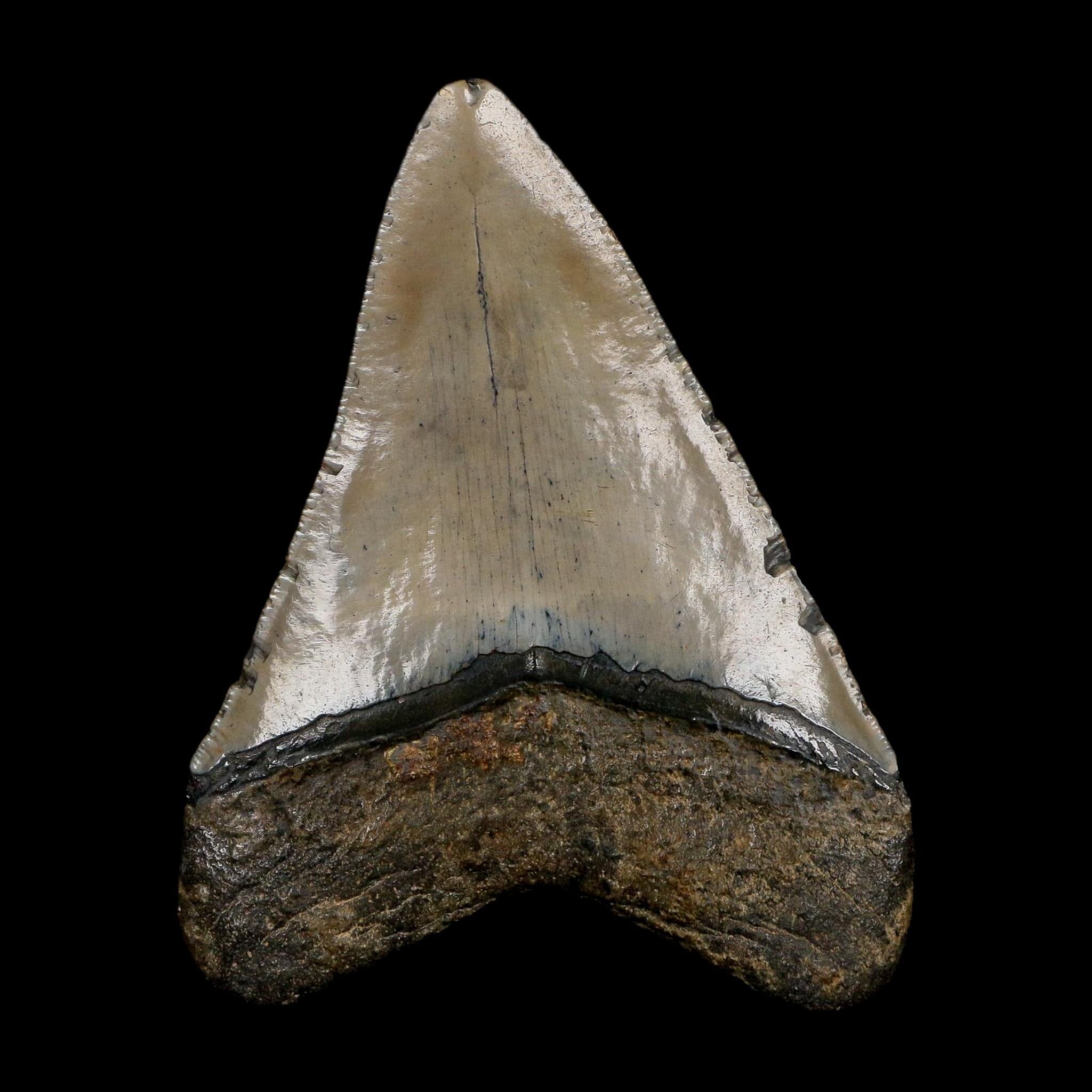 3.9" Quality Megalodon Shark Tooth Serrated Fossil Natural Miocene Age COA - Fossil Age Minerals