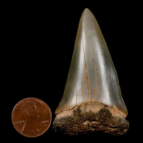 2.4" Quality Hastalis Mako Tooth Serrated Fossil Natural Miocene Age COA