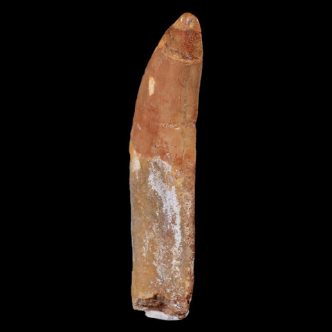 XL 4.4" Carcharodontosaurus Fossil Tooth Cretaceous Theropod Dinosaur COA, Stand - Fossil Age Minerals
