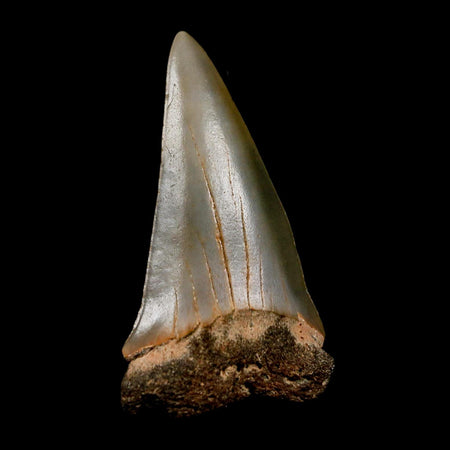 2.4" Quality Hastalis Mako Tooth Serrated Fossil Natural Miocene Age COA