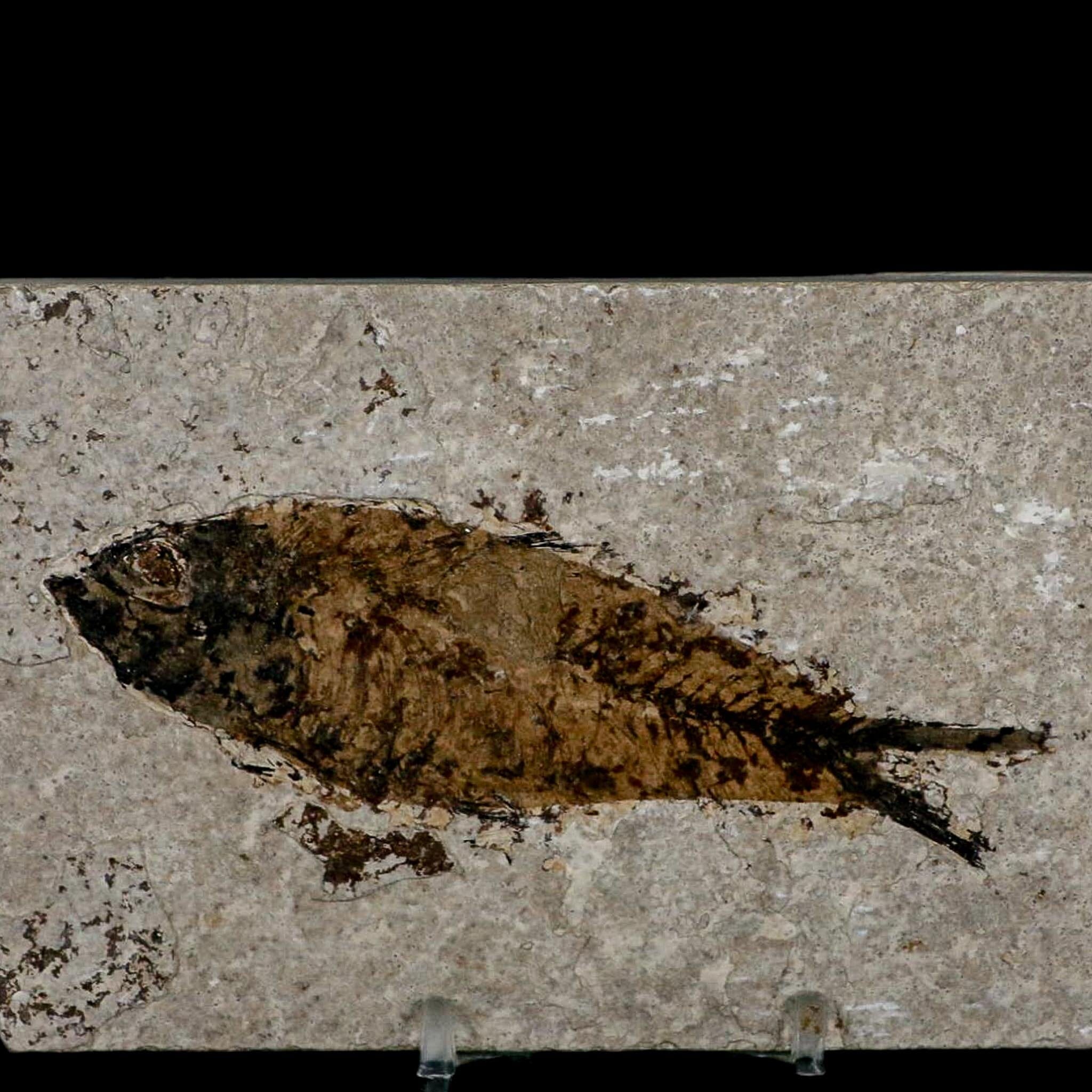 XL 4.2" Knightia Eocaena Fossil Fish Green River FM WY Eocene Age COA & Stand - Fossil Age Minerals