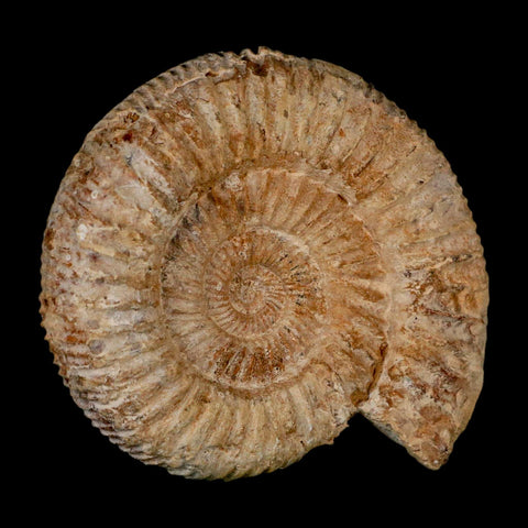 86MM Perisphinctes Ammonite Fossil Nautilus Madagascar Jurassic Age COA - Fossil Age Minerals