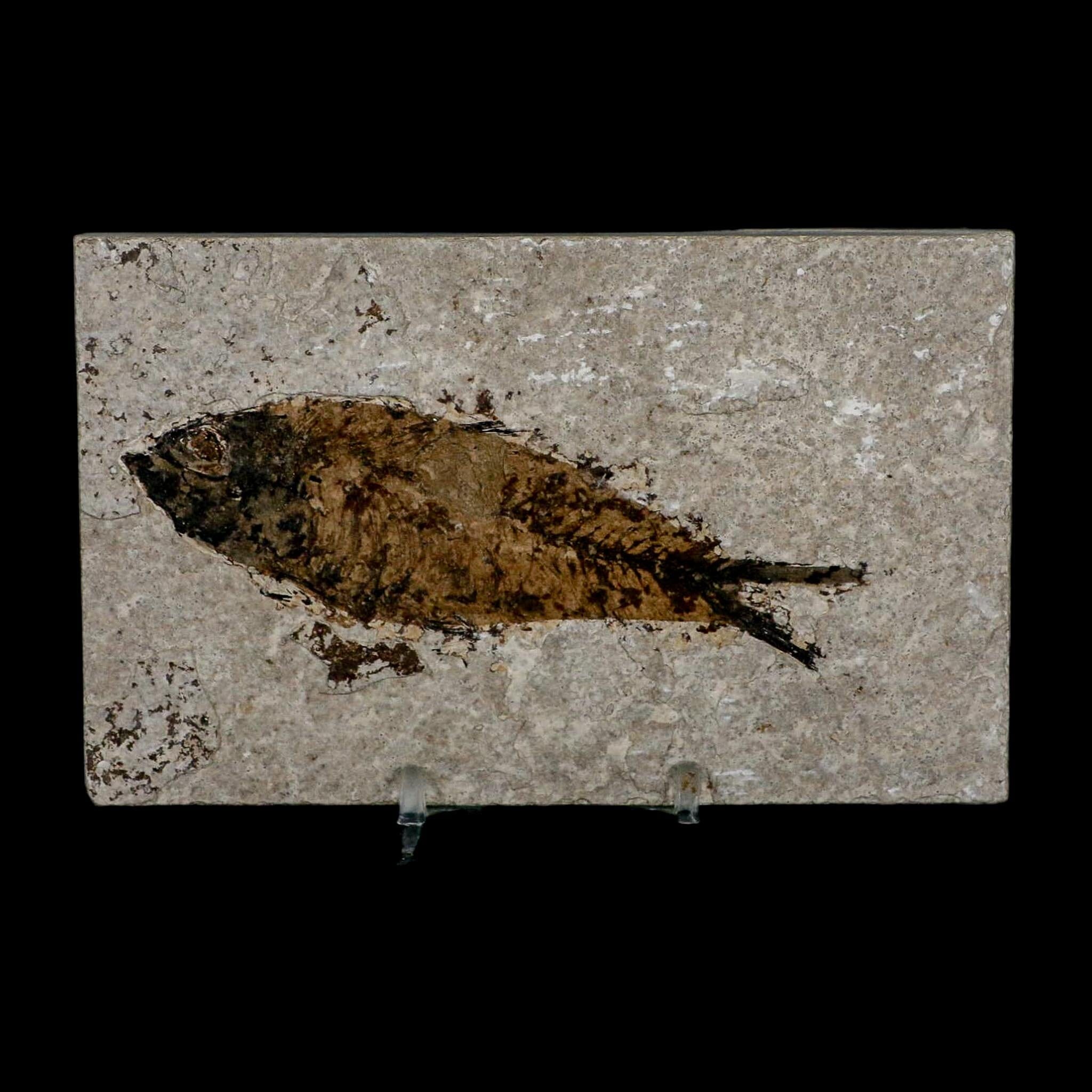 XL 4.2" Knightia Eocaena Fossil Fish Green River FM WY Eocene Age COA & Stand - Fossil Age Minerals