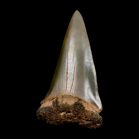 2.4" Quality Hastalis Mako Tooth Serrated Fossil Natural Miocene Age COA