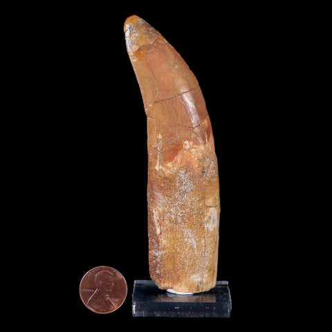 XL 4.4" Carcharodontosaurus Fossil Tooth Cretaceous Theropod Dinosaur COA, Stand - Fossil Age Minerals