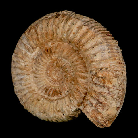 86MM Perisphinctes Ammonite Fossil Nautilus Madagascar Jurassic Age COA - Fossil Age Minerals