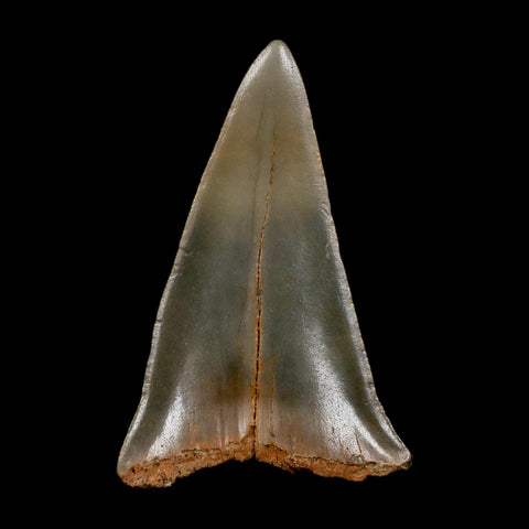 2.4" Quality Hastalis Mako Tooth Serrated Fossil Natural Miocene Age COA
