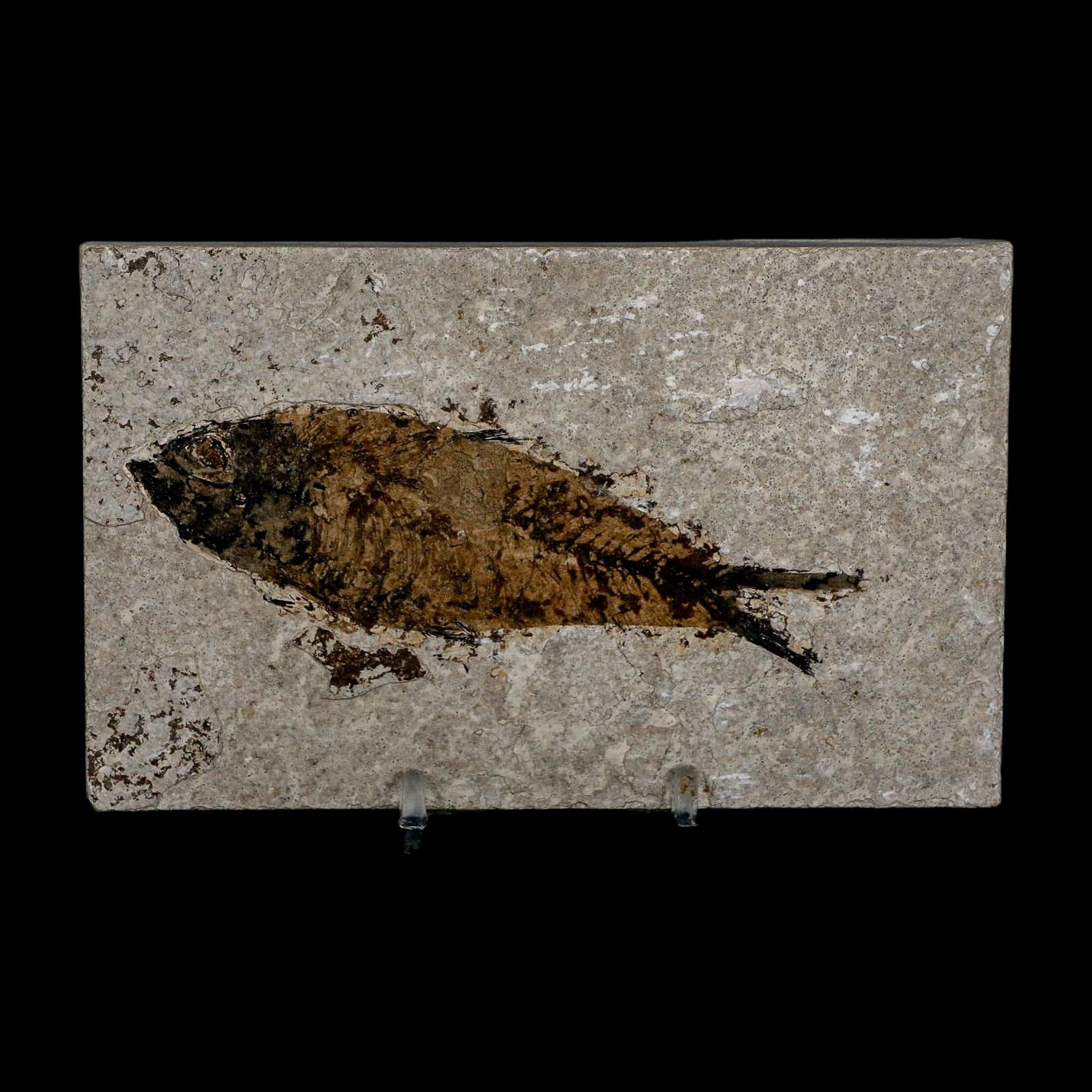 XL 4.2" Knightia Eocaena Fossil Fish Green River FM WY Eocene Age COA & Stand - Fossil Age Minerals
