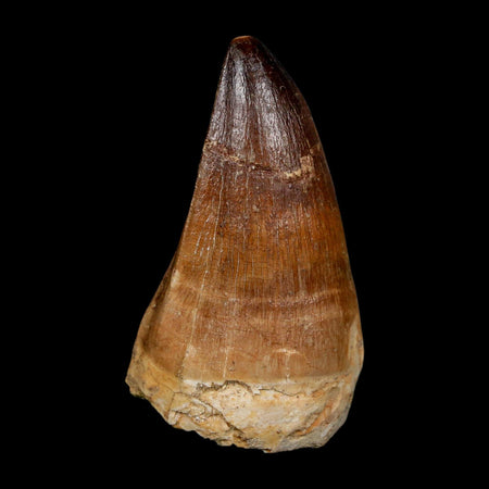 XL 2.5" Mosasaur Prognathodon Fossil Tooth Cretaceous Dinosaur Era COA, Stand