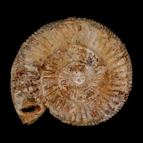 86MM Perisphinctes Ammonite Fossil Nautilus Madagascar Jurassic Age COA - Fossil Age Minerals