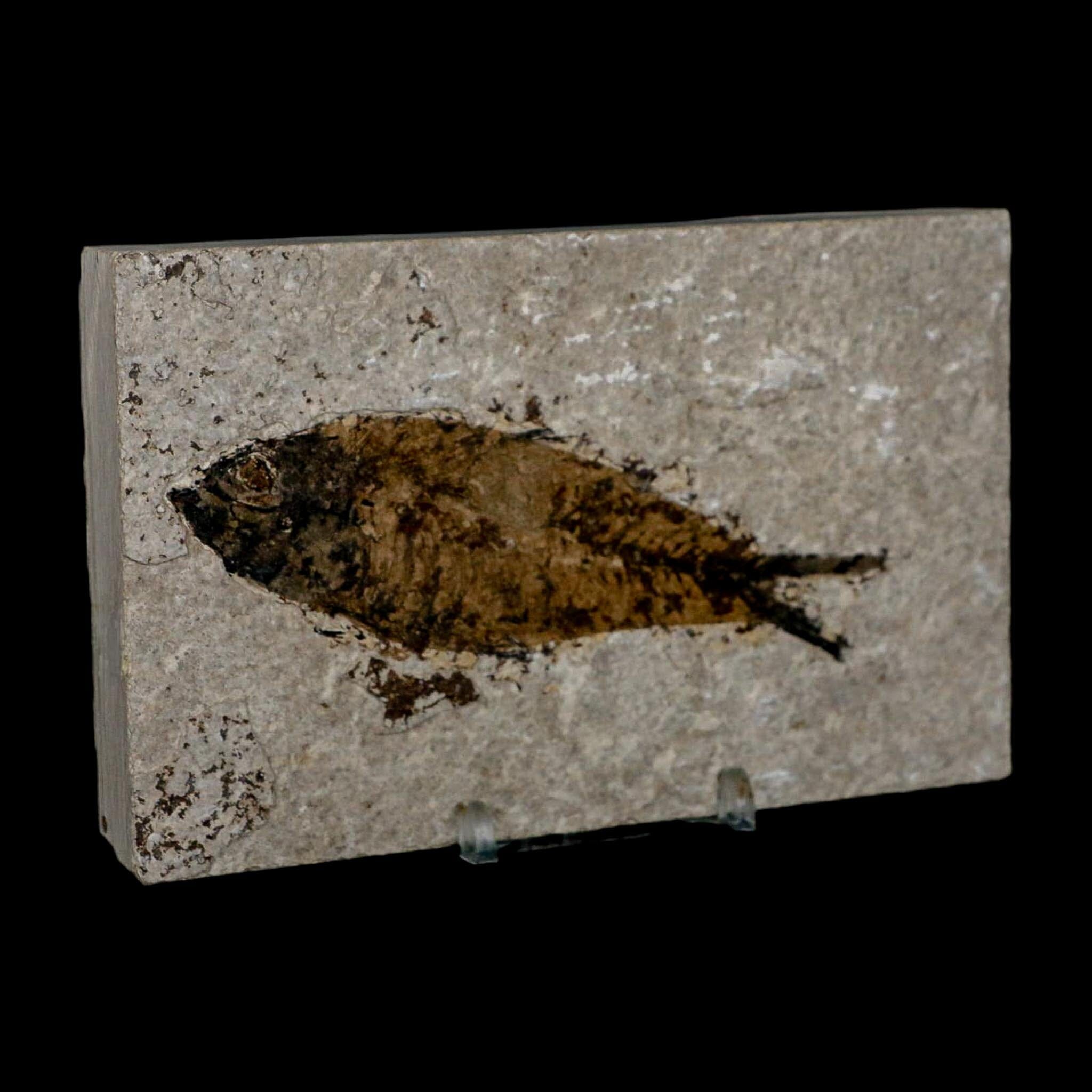 XL 4.2" Knightia Eocaena Fossil Fish Green River FM WY Eocene Age COA & Stand - Fossil Age Minerals