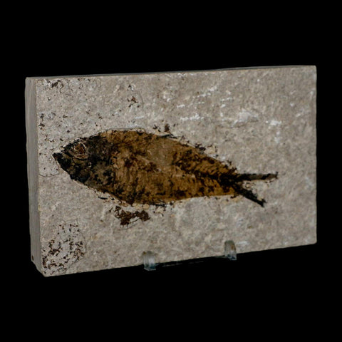 XL 4.2" Knightia Eocaena Fossil Fish Green River FM WY Eocene Age COA & Stand - Fossil Age Minerals