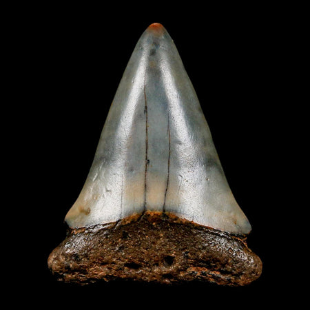 1.8" Quality Hastalis Mako Tooth Serrated Fossil Natural Miocene Age COA