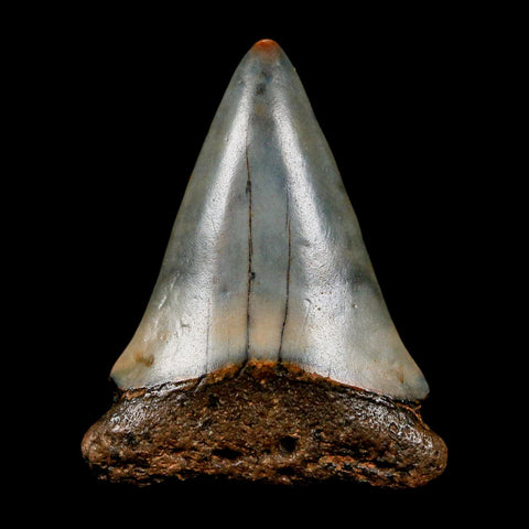1.8" Quality Hastalis Mako Tooth Serrated Fossil Natural Miocene Age COA