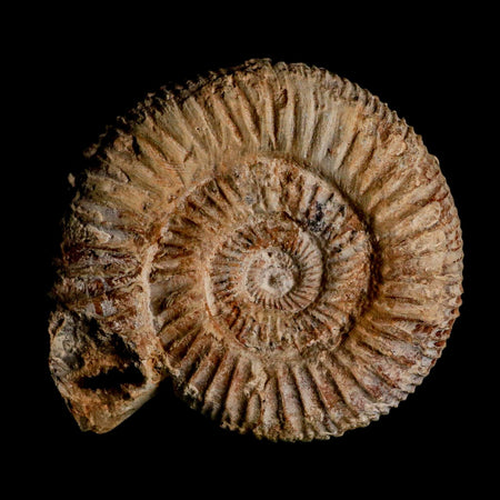 86MM Perisphinctes Ammonite Fossil Nautilus Madagascar Jurassic Age COA