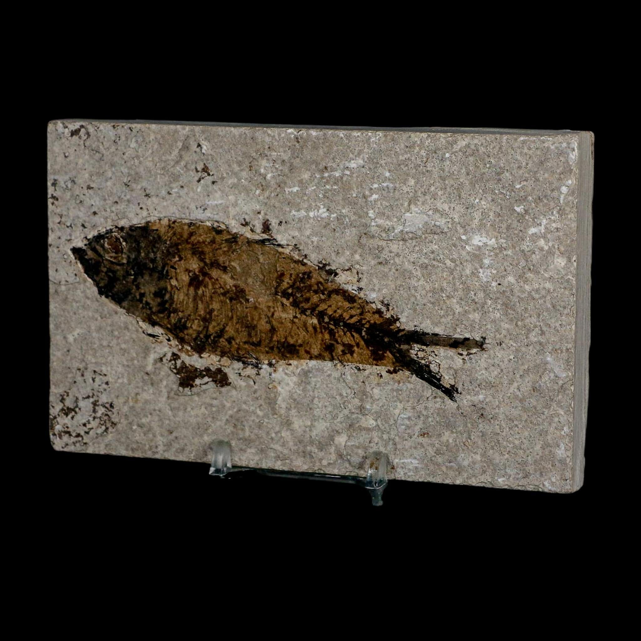 XL 4.2" Knightia Eocaena Fossil Fish Green River FM WY Eocene Age COA & Stand - Fossil Age Minerals