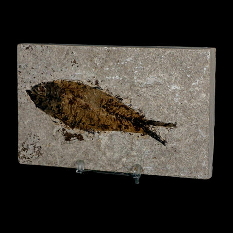 XL 4.2" Knightia Eocaena Fossil Fish Green River FM WY Eocene Age COA & Stand - Fossil Age Minerals