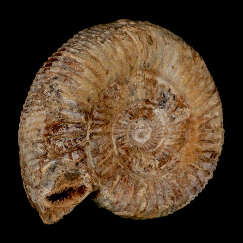 86MM Perisphinctes Ammonite Fossil Nautilus Madagascar Jurassic Age COA - Fossil Age Minerals