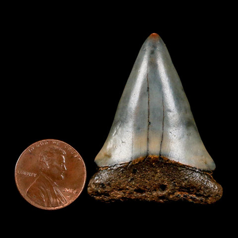 1.8" Quality Hastalis Mako Tooth Serrated Fossil Natural Miocene Age COA