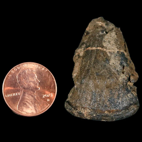 1.5" Rare Ankylosaurus Fossil Ungal Bone Judith River FM Cretaceous Dinosaur MT COA - Fossil Age Minerals
