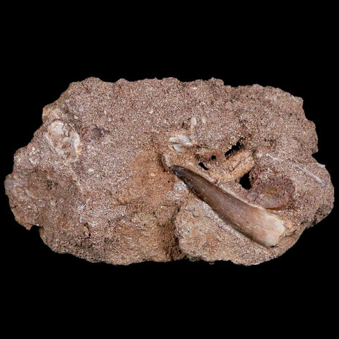 1.6" Plesiosaur Zarafasaura Tooth Fossil In Matrix Cretaceous Dinosaur Era COA - Fossil Age Minerals