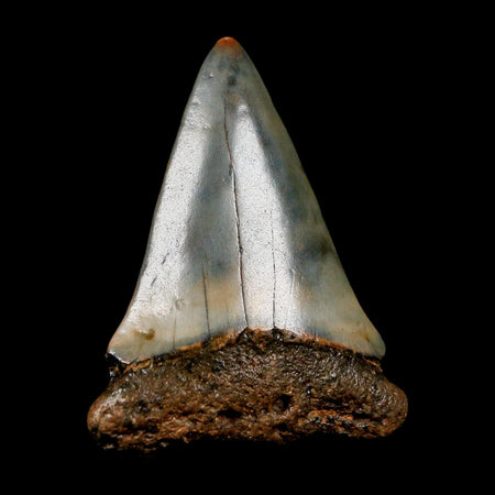 1.8" Quality Hastalis Mako Tooth Serrated Fossil Natural Miocene Age COA