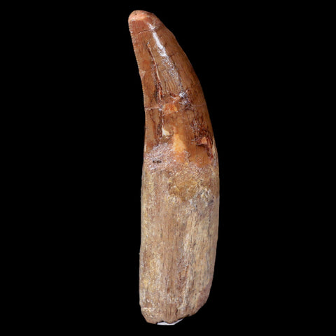 XL 3.6" Carcharodontosaurus Fossil Tooth Cretaceous Theropod Dinosaur COA, Stand - Fossil Age Minerals