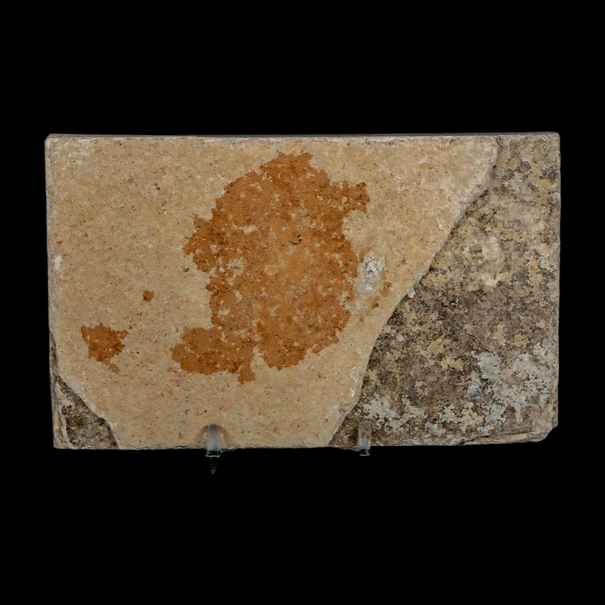 XL 4.2" Knightia Eocaena Fossil Fish Green River FM WY Eocene Age COA & Stand - Fossil Age Minerals