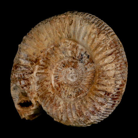 86MM Perisphinctes Ammonite Fossil Nautilus Madagascar Jurassic Age COA - Fossil Age Minerals