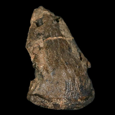 1.5" Rare Ankylosaurus Fossil Ungal Bone Judith River FM Cretaceous Dinosaur MT COA - Fossil Age Minerals
