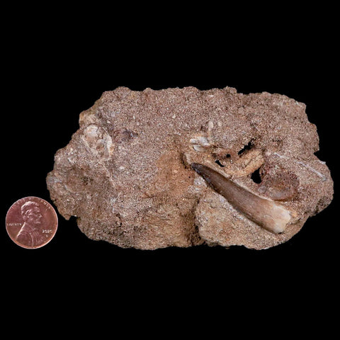 1.6" Plesiosaur Zarafasaura Tooth Fossil In Matrix Cretaceous Dinosaur Era COA - Fossil Age Minerals