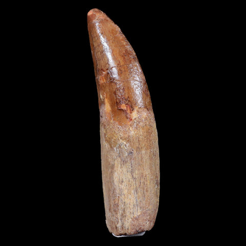 XL 3.6" Carcharodontosaurus Fossil Tooth Cretaceous Theropod Dinosaur COA, Stand - Fossil Age Minerals