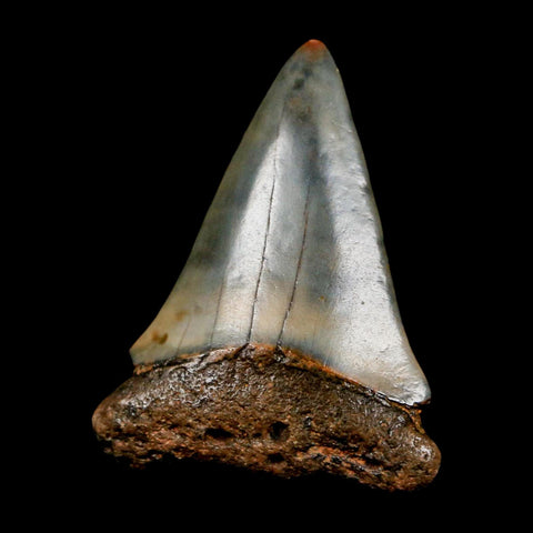 1.8" Quality Hastalis Mako Tooth Serrated Fossil Natural Miocene Age COA
