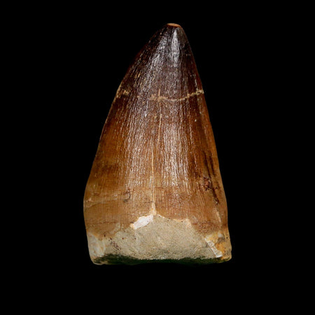 XL 2.5" Mosasaur Prognathodon Fossil Tooth Cretaceous Dinosaur Era COA, Stand