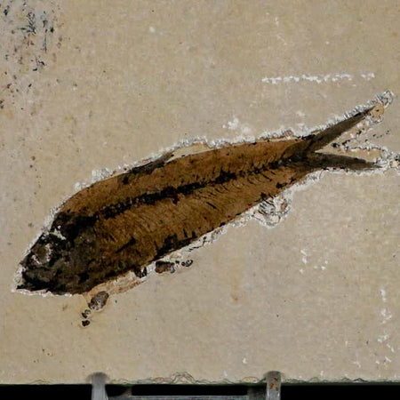 XL 3.5" Knightia Eocaena Fossil Fish Green River FM WY Eocene Age COA & Stand