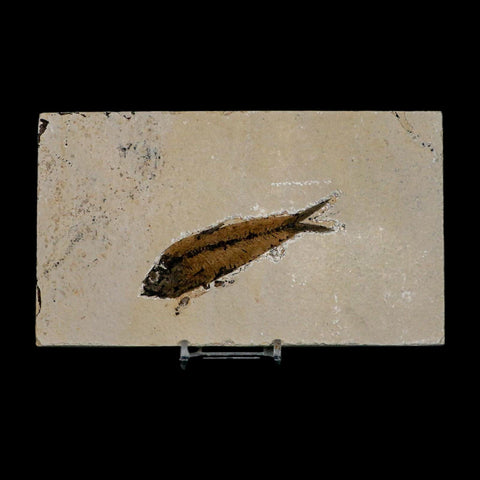 XL 3.5" Knightia Eocaena Fossil Fish Green River FM WY Eocene Age COA & Stand - Fossil Age Minerals