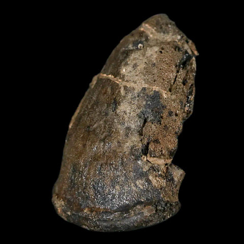1.5" Rare Ankylosaurus Fossil Ungal Bone Judith River FM Cretaceous Dinosaur MT COA - Fossil Age Minerals